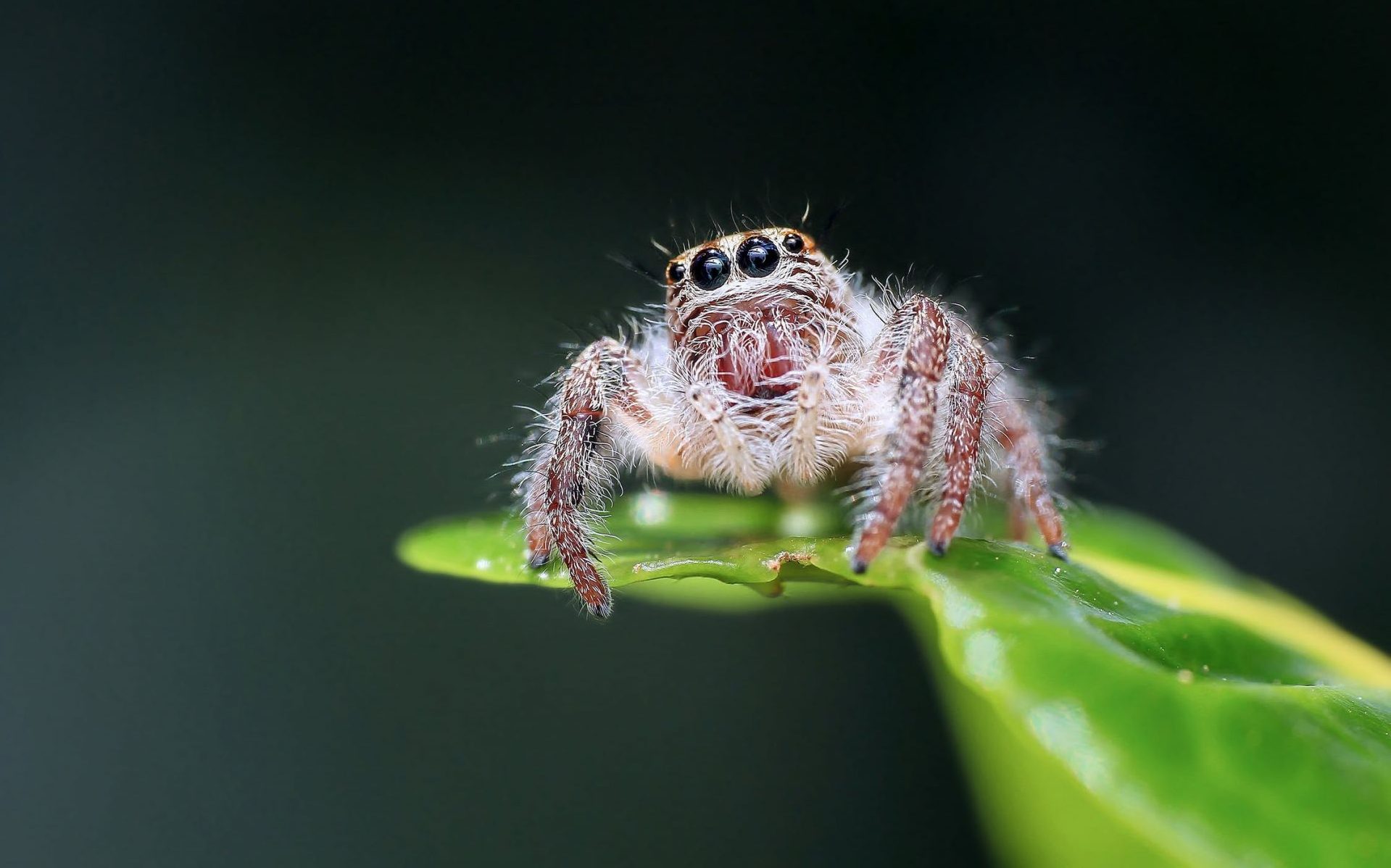 Wystawa pająków w Kłodzkim Ośrodku Kultury. Sprawdź szczegóły /fot. pexels