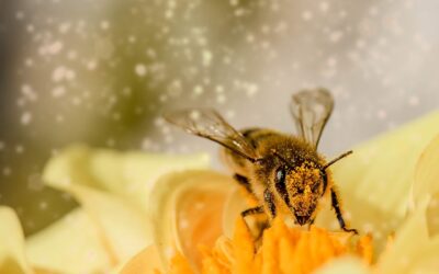 Szkolenie dla pszczelarzy w powiecie kłodzkim/ fot. Pixabay