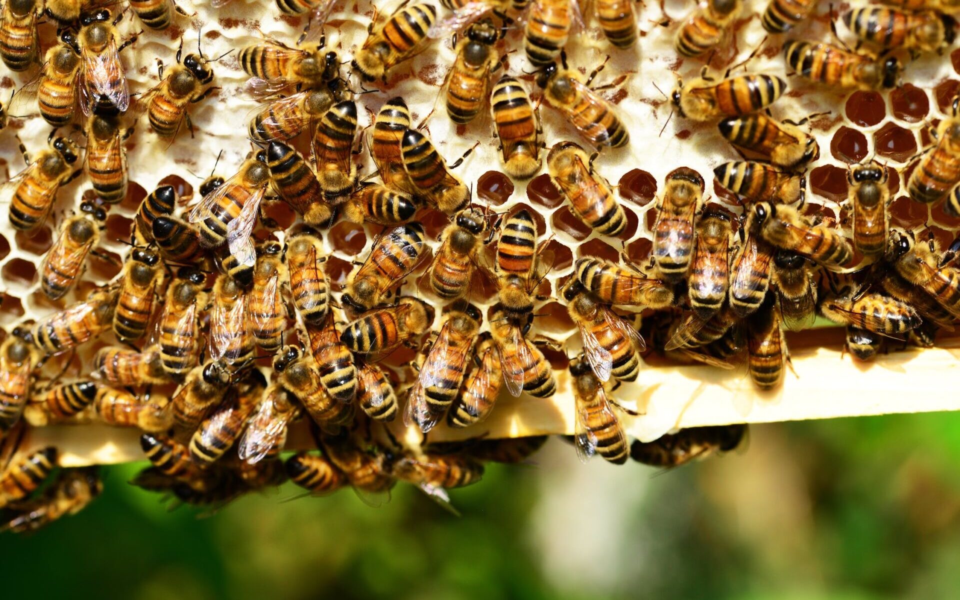 Szkolenie dla pszczelarzy z powiatu kłodzkiego już w tę sobotę! /fot. pexels
