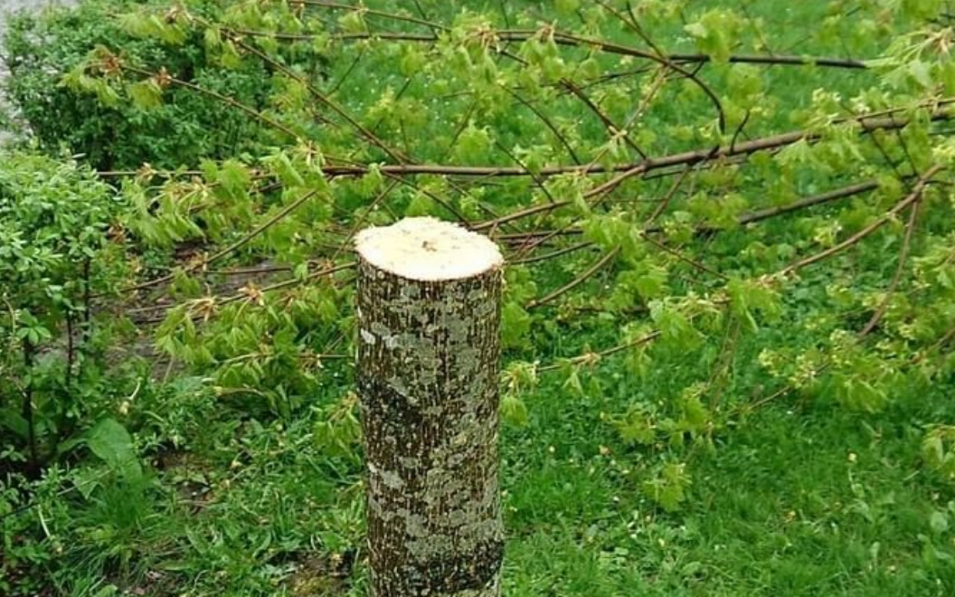 Dwóch nastolatków wycięło drzewka z parku. Straty wyceniono na 7,5 tysięcy złotych /fot. Policja Dolnośląska