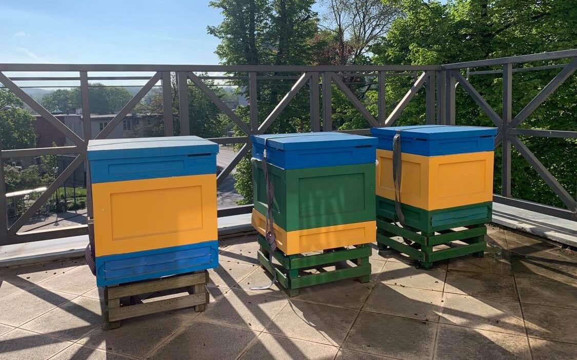 Pszczoły z pasieki u Starosty mają urlop! Na czas remontu przeniosły się do Jaszkowej Dolnej /fot. Starostwo Powiatowe w Kłodzku